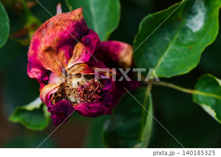 終わりを迎え崩れかけた薔薇の花 140185325