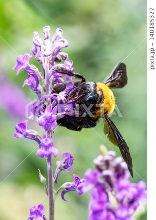 薄紫色の花に訪れたずんぐりとした体形のキムネクマバチ 薄紫色の花に訪れたずんぐりとした体形のキムネクマバチ 140185327