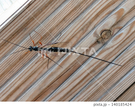 Close up of a sabre wasp insect on wood Close up of a sabre wasp insect on wood 140185424