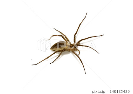 Close up of a wolf spider arachnid on a white background 140185429