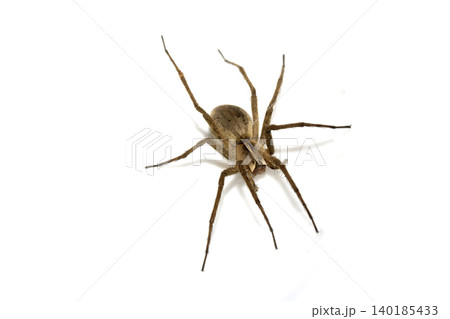 Close up of a wolf spider arachnid on a white background Close up of a wolf spider arachnid on a white background 140185433