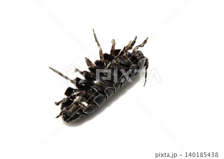 Close up of a woodlouse cheese log or roly poly insect pill bug isopod Close up of a woodlouse cheese log or roly poly insect pill bug isopod 140185438