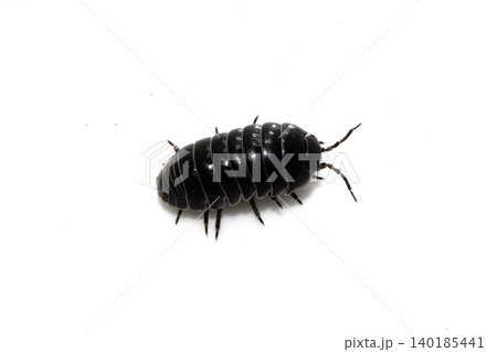 Close up of a woodlouse cheese log or roly poly insect pill bug isopod Close up of a woodlouse cheese log or roly poly insect pill bug isopod 140185441