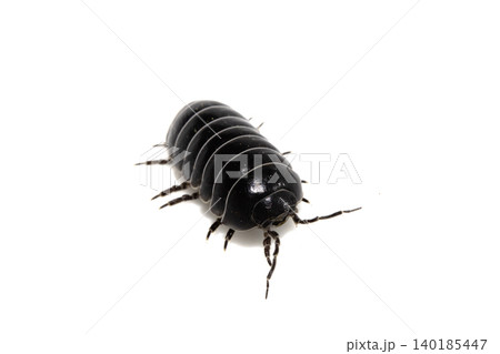 Close up of a woodlouse cheese log or roly poly insect pill bug isopod Close up of a woodlouse cheese log or roly poly insect pill bug isopod 140185447