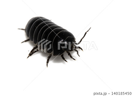 Close up of a woodlouse cheese log or roly poly insect pill bug isopod Close up of a woodlouse cheese log or roly poly insect pill bug isopod 140185450