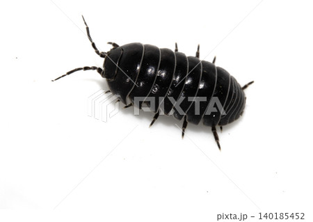 Close up of a woodlouse cheese log or roly poly insect pill bug isopod Close up of a woodlouse cheese log or roly poly insect pill bug isopod 140185452