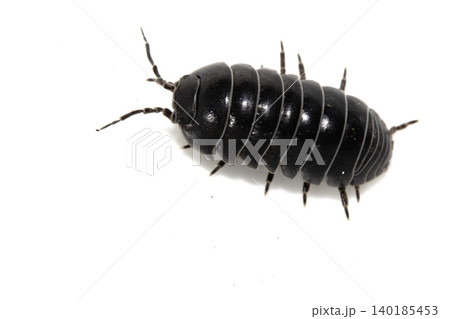 Close up of a woodlouse cheese log or roly poly insect pill bug isopod Close up of a woodlouse cheese log or roly poly insect pill bug isopod 140185453