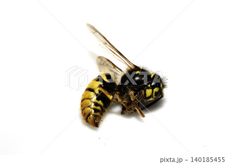 Dead wasp insect bee on a white background 140185455