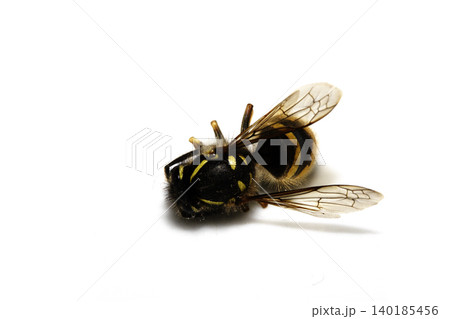 Dead wasp insect bee on a white background Dead wasp insect bee on a white background 140185456