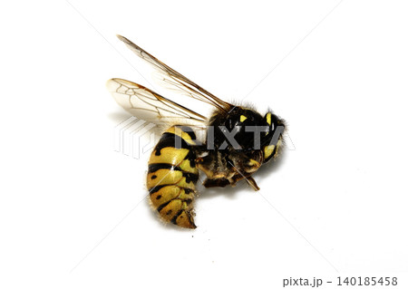 Dead wasp insect bee on a white background Dead wasp insect bee on a white background 140185458