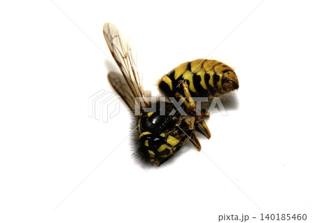 Dead wasp insect bee on a white background Dead wasp insect bee on a white background 140185460