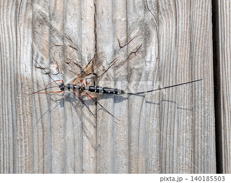 Close up of a sabre wasp insect on wood Close up of a sabre wasp insect on wood 140185503