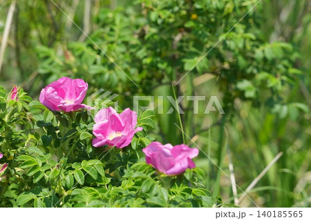 鮮やかなピンク色のハマナスの花 鮮やかなピンク色のハマナスの花 140185565