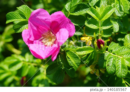 鮮やかなピンク色のハマナスの花 鮮やかなピンク色のハマナスの花 140185567