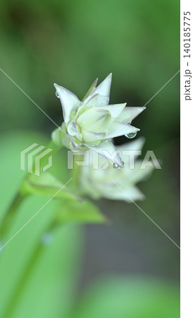 雨粒をまとったオオバギボウシのつぼみ 開花を待つ初夏の植物 雨粒をまとったオオバギボウシのつぼみ 開花を待つ初夏の植物 140185775