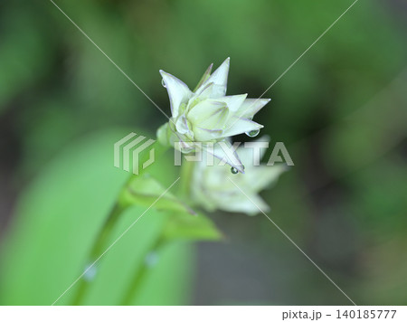 雨粒をまとったオオバギボウシのつぼみ 開花を待つ初夏の植物 雨粒をまとったオオバギボウシのつぼみ 開花を待つ初夏の植物 140185777