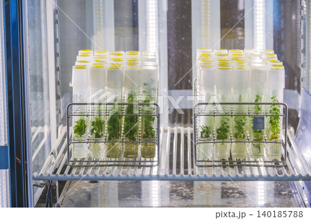 植物の培養。試験管に入った培養中の植物。 植物の培養。試験管に入った培養中の植物。 140185788
