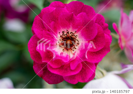 生田緑地ばら苑アクセスロード 生田緑地ばら苑アクセスロード 140185797