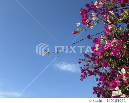 Bougainvillea flowers against clear blue sky background with space for text Bougainvillea flowers against clear blue sky background with space for text 140185931