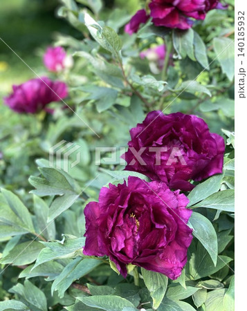 Peony flowers blooming in a garden with lush green leaves, perfect for a nature background Peony flowers blooming in a garden with lush green leaves, perfect for a nature background 140185932