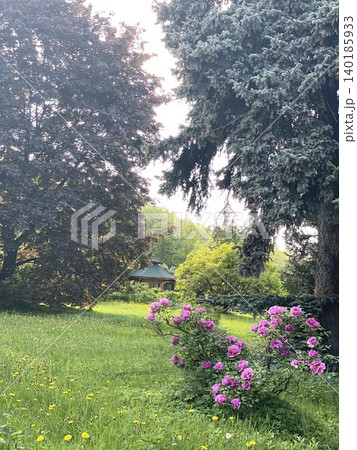 Lush garden landscape with blooming pink flowers and evergreen trees, suitable for background 140185933