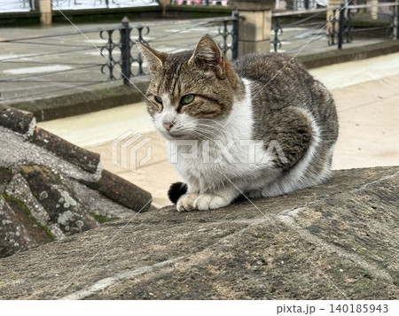 Cat sitting on stone wall in urban setting with iron railing in background Cat sitting on stone wall in urban setting with iron railing in background 140185943