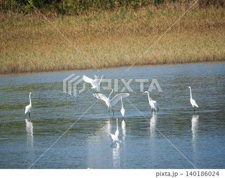 水辺で舞い飛ぶ大型の鳥白い羽毛のダイサギの群れ 140186024