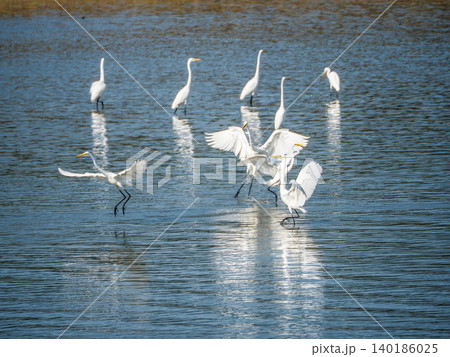 水辺で舞い飛ぶ大型の鳥白い羽毛のダイサギの群れ 140186025