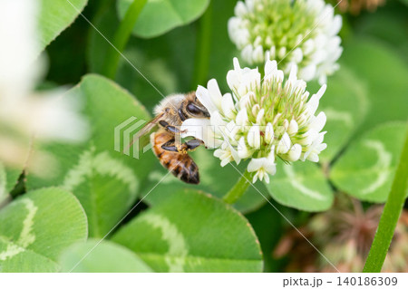 シロツメクサで採蜜するセイヨウミツバチ シロツメクサで採蜜するセイヨウミツバチ 140186309