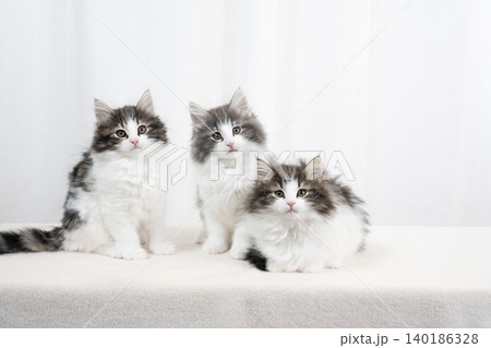 白バックと3匹のノルウェージャンフォレストキャットの仔猫 白バックと3匹のノルウェージャンフォレストキャットの仔猫 140186328