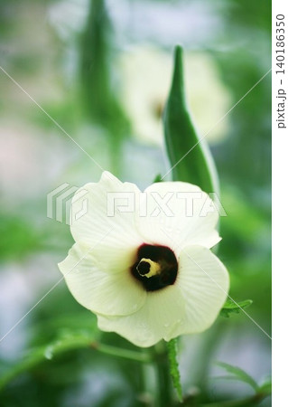 野菜　オクラの花と実 140186350