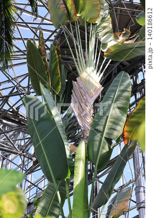 熱帯植物館の扇芭蕉の木 140186612