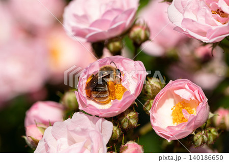 バラの花で花粉を集めるセイヨウミツバチ バラの花で花粉を集めるセイヨウミツバチ 140186650