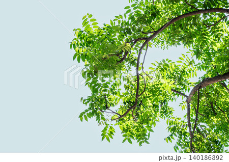 Fresh Greenery Branch Element with Ample Negative Space on Left: High-Quality White Backdrop Template for Marketing Banner Fresh Greenery Branch Element with Ample Negative Space on Left: High-Quality White Backdrop Template for Marketing Banner 140186892