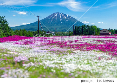青空の下に広がる芝桜と羊蹄山 青空の下に広がる芝桜と羊蹄山 140186903