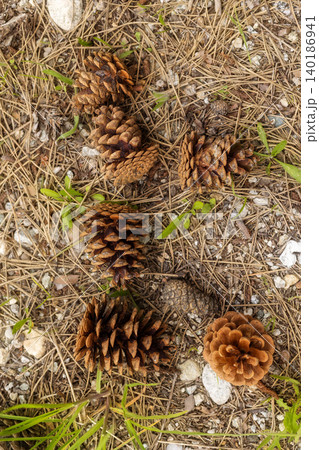 Several brown pine cones for natural decorations and DIY crafts 140186941