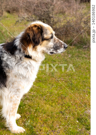 tricolor shepherd dog profile, nature 140186982
