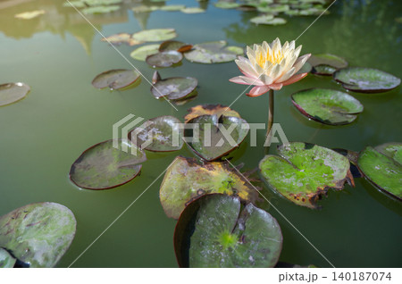 Sunlit Pastel Pinkish Orange Lotus Accent: Defocused Foreground Pond Texture with Large Copy Space for Creative Banner Sunlit Pastel Pinkish Orange Lotus Accent: Defocused Foreground Pond Texture with Large Copy Space for Creative Banner 140187074