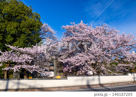 長野県小諸市丁 桜の名所小諸城址懐古園の三の門前のソメイヨシノ 長野県小諸市丁 桜の名所小諸城址懐古園の三の門前のソメイヨシノ 140187205