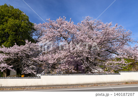 長野県小諸市丁 桜の名所小諸城址懐古園の三の門前のソメイヨシノ 長野県小諸市丁 桜の名所小諸城址懐古園の三の門前のソメイヨシノ 140187207