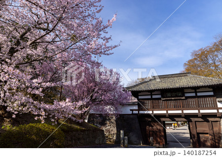 長野県小諸市丁 桜の名所小諸城址懐古園の重要文化財の三の門と満開のソメイヨシノ 長野県小諸市丁 桜の名所小諸城址懐古園の重要文化財の三の門と満開のソメイヨシノ 140187254