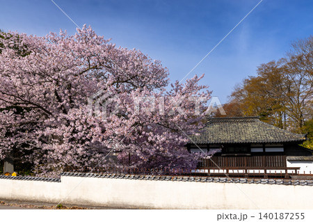 長野県小諸市丁　桜の名所小諸城址懐古園の重要文化財の三の門と満開のソメイヨシノ 140187255