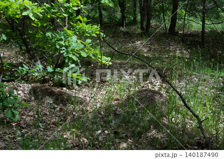 Forest floor with green foliage and fallen leaves in sunlight 140187490