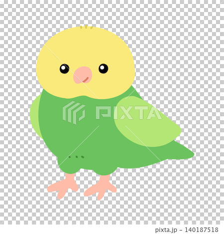 A cute illustration of a budgie with a beautiful green body (vector). A cute illustration of a budgie with a beautiful green body (vector). 140187518