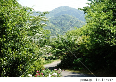 森の中の散歩道 森の中の散歩道 140187547