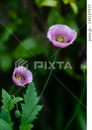 アツミゲシの花 アツミゲシの花 140187837