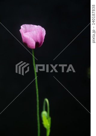 アツミゲシの花 アツミゲシの花 140187838