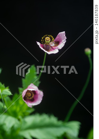 アツミゲシの花 アツミゲシの花 140187839