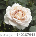 旧古河庭園で見た薄ピンクのばらアンドレ。ル。ノートル 140187943