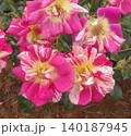 旧古河庭園で見たの花壇に咲くピンクのばら品種きらり 140187945
